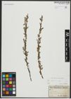 Foto von Salix alba L.